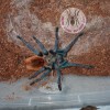 TARANTULA